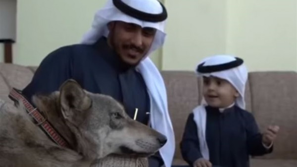 سعودي ينام في حضن الذئاب ويربيها بين أبنائه في المنزل