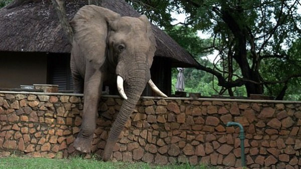 شاهد: فيل يتسلق جداراً على طريقة البشر لقطف ثمرة مانجو