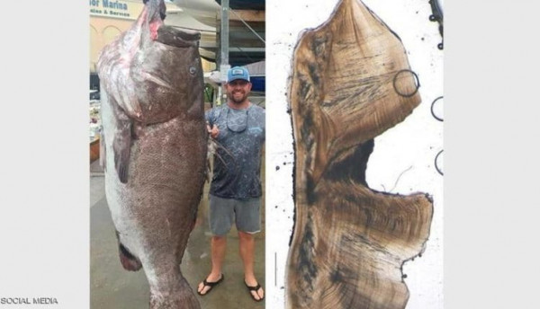 العثور على أكبر سمكة سناً في العالم