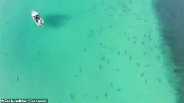 المئات من أسماك القرش تعوم بالقرب من سباحين.. شاهد ماذا حدث