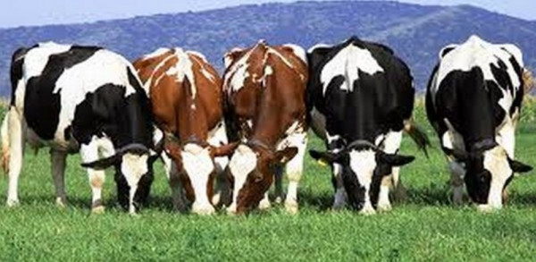 دراسة: الأبقار تتحدّث لبعضها عن الطعام والطقس