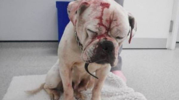 رجل يعذب كلبه بالضرب المبرح والمنظفات المنزلية