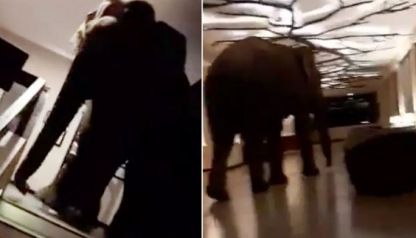 فيل ضخم داخل بهو فندق..  والخسائر لا تصدق
