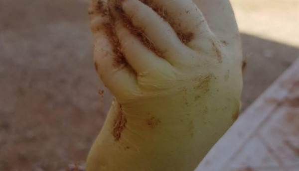 سعودي يعثر على نبتة فجل على هيئة يد بشرية