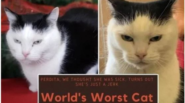 عرض "أسوأ قطة في العالم" للتبني مجاناً.. تعرف على طباعها المخيفة