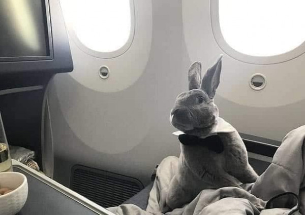 "الأرنب كوكو" يسافر على درجة رجال الأعمال.. حيوانات محظوظة بالسفر للخارج
