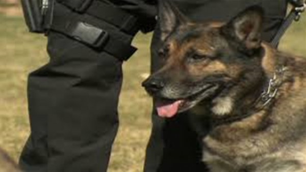 كلب ينجح في اكتشاف متفجرات خطيرة خلال عيد الشرطة