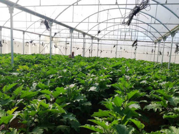 شاهد: "الزراعة الآمنة".. مشروع تنفذه جامعة الأزهر بغزة