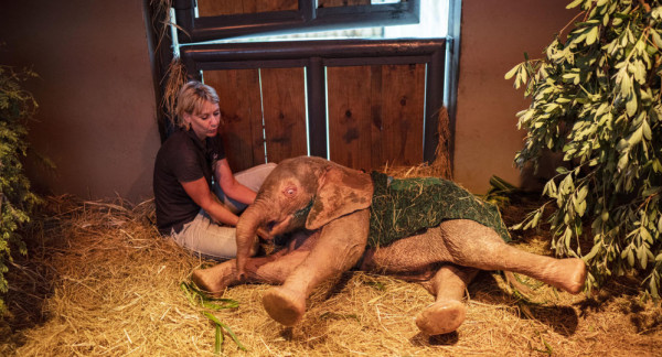 شاهد: أنثى فيل يتيمة تتعافى من إصابات مخيفة