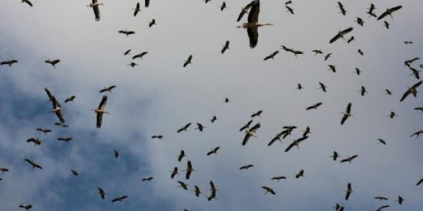 "التعليم البيئي": سماء فلسطين تشهد عبور 500 مليون طائر سنويًا