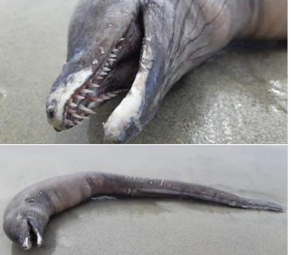 "العثور على مخلوق غامض على شاطئ مدينة مكسيكية