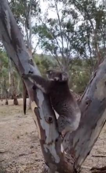 شاهد: حيوان يبحث عن منزل جديد بعد تحسن الأحوال الجوية بغابات أستراليا