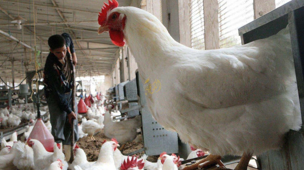 نقابة مربي الدواجن بغزة: كيف سيأكل شعبنا الدجاج والمزارعون في السجون؟