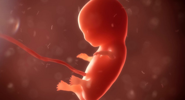 الكشف عن دور "الوراثة" في تحديد جنس الجنين