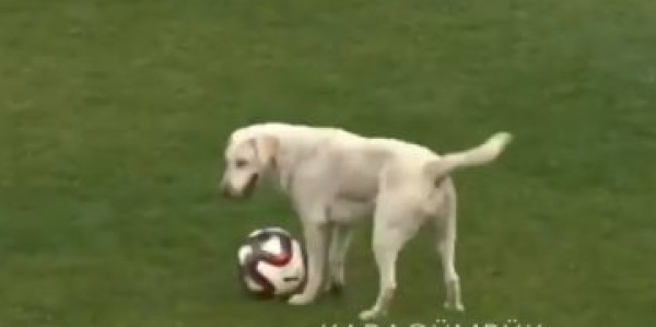 كلب يقتحم ملعب مباراة ويخطف الكرة من اللاعبين بالدورى التركي