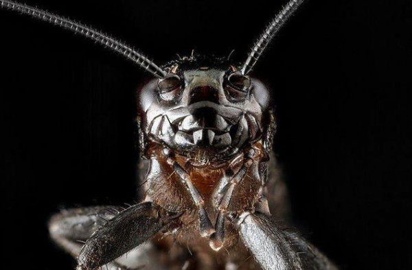 عجائب المخلوقات.. 24 صورة مذهلة للحشرات بعد تكبيرها