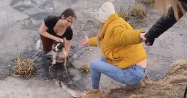 سيدة تخاطر بحياتها لإنقاذ كلبها من الغرق فى بركة مياه متجمدة