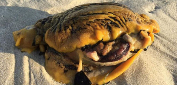 ظهور مخلوق "غريب" على أحد الشواطئ باستراليا