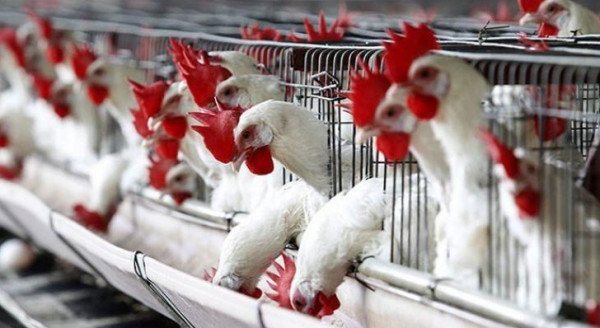 تعرف على أسعار الدجاج في أسواق غزة اليوم الأربعاء
