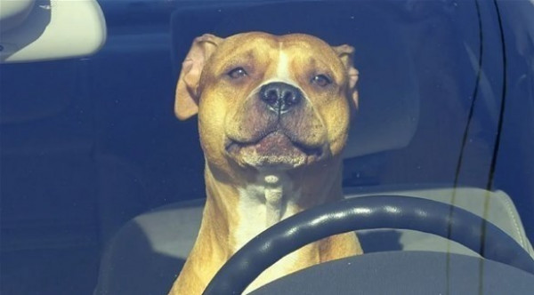 الشرطة تطارد كلباً يقود سيارة على طريق سريع
