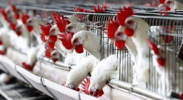 تَعرّف على أسعار الدجاج في أسواق غزة اليوم السبت