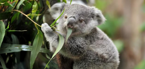 (كورونا) يزيد من عمليات تبني الحيوانات بأستراليا
