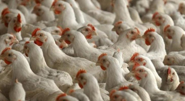 تعرف على أسعار الدجاج في أسواق غزة اليوم الاثنين