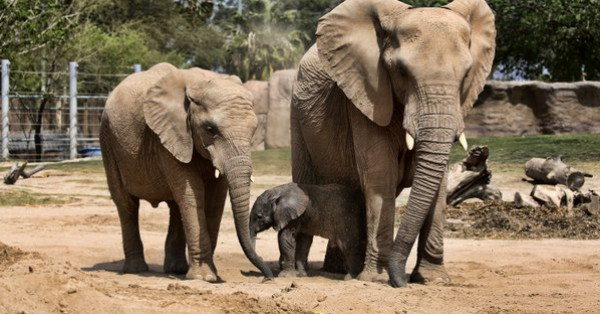 سيمبا الأفريقية تلد فيلا وزنه 130 كغم