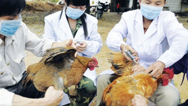 قبل 7 أعوام.. ظهور أول إصابة بإنفلونزا الطيور في العالم