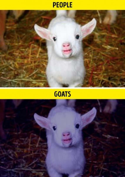 هكذا تري الحيوانات العالم بأعينهم مقارنة بالإنسان