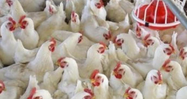 أسعار الدجاج بأسواق غزة اليوم الاثنين
