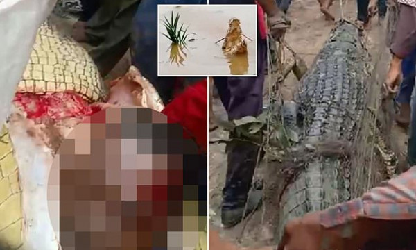 شاهد: لحظة الإمساك بتمساح ضخم في إندونيسيا بعد التهامه لأحد الأشخاص