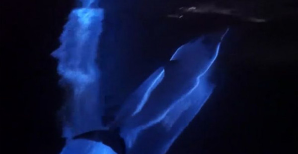 لقطات مذهلة لدلافين متوهجة تسبح وسط "حريق البحر"
