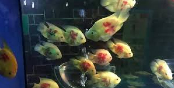 شاهد: فكرة غريبة في الصين.. الكتابة على الأسماك الحية
