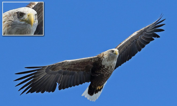 ظهور أكبر طائر جارح في بريطانيا لأول مرة منذ 240 عاما  9999046451