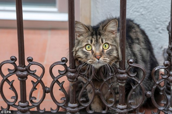 نفوق أول قطة بإسبانيا مصابة بفيروس كورونا