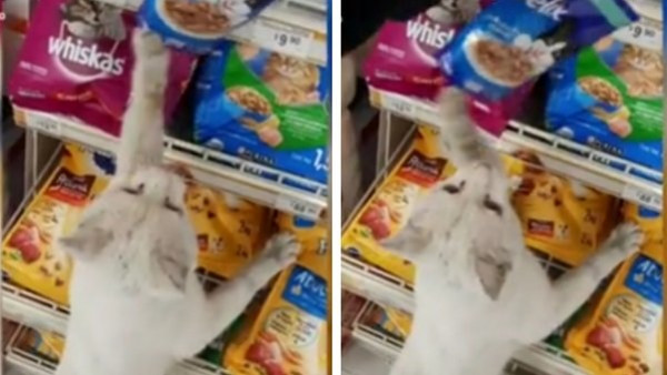 قطة ضالة تجبر امرأة على شراء الطعام لها بحيلة ذكية