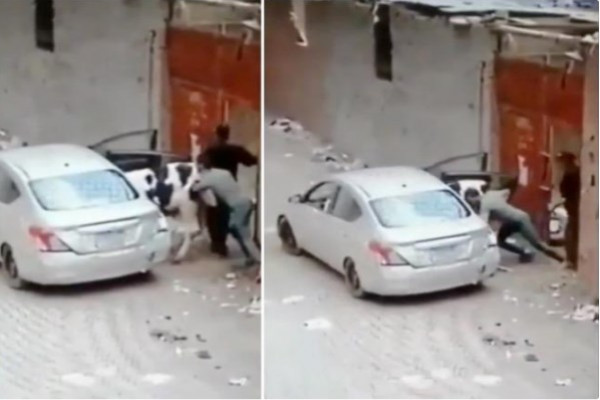 شاهد: أغرب سرقة لـ"خروفين وبقرة" بمصر باستخدام سيارة "صني"