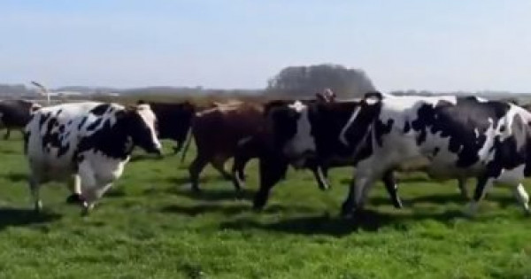 رد فعل مُفاجئ لأبقار بعد خروجها من حظائرها لأول مرة منذ ست شهور