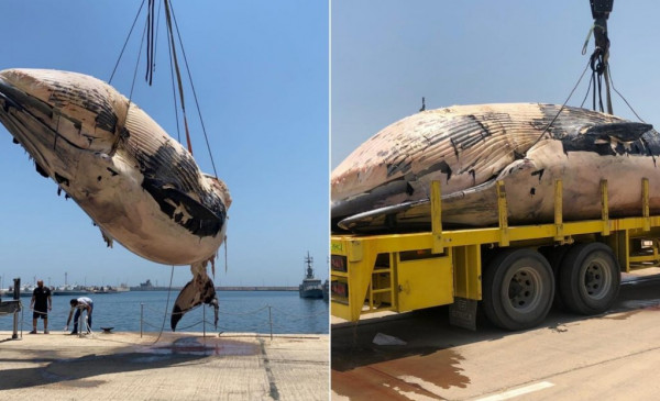 شاهد: انتشال حوت نافق بحجم شاحنة في الكويت