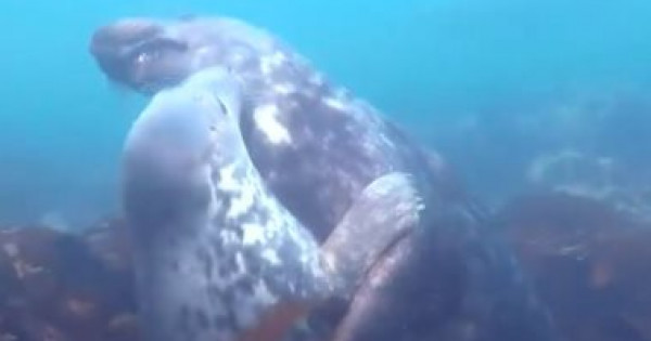 شاهد: قبلات وعناق بين الكائنات البحرية في الأعماق