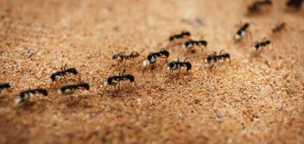 أسرار التخلص من النمل بشكل نهائي