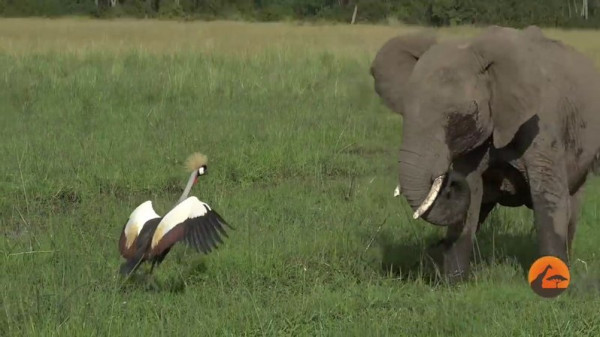 شاهد كيف أوقفت أنثى طائر قطيع أفيال إفريقي