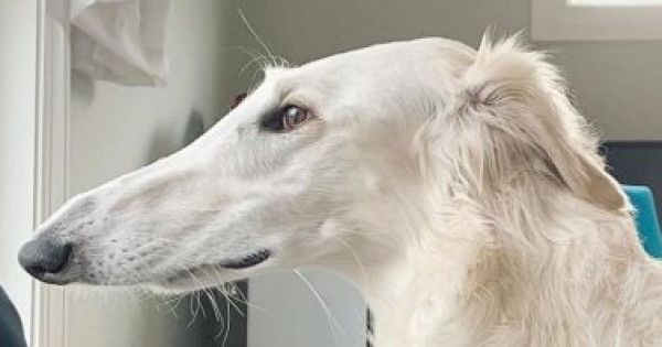 شاهد الكلبة "إيريس" صاحبة أطول أنف فى العالم