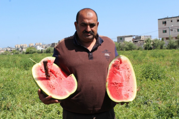 صور: وزارة الزراعة بغزة تفتتح موسم البطيخ وتوقعات بإنتاج 5 آلاف طن