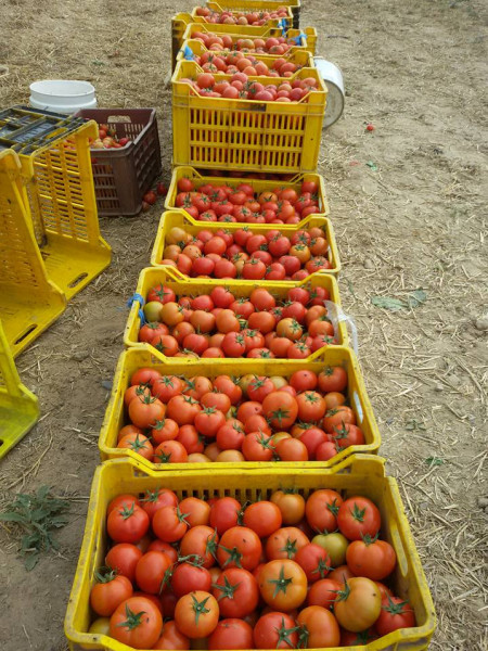 الإغاثة الزراعية ترصد تدهورا واضحا على أسعار الخضراوات في غزة