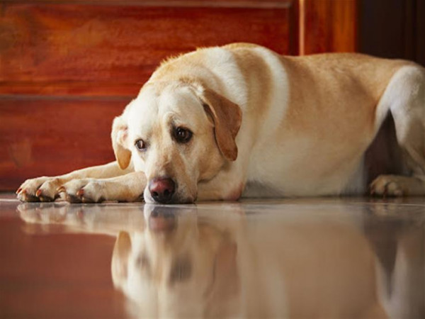 كيف تعد الكلب للمكوث بمفرده في المنزل دون مشاكل؟
