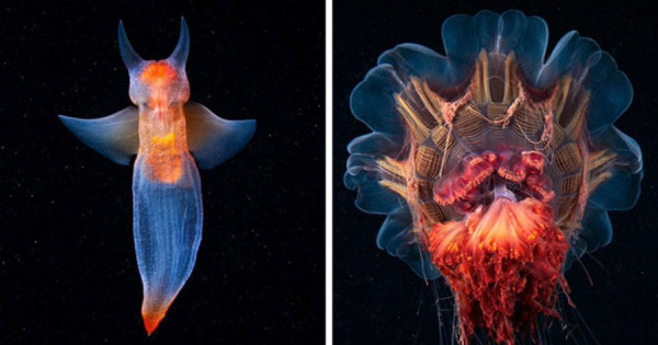 شاهد: اكتشاف "كائنات غريبة تحت الماء" تعيش في حرارة دون الصفر