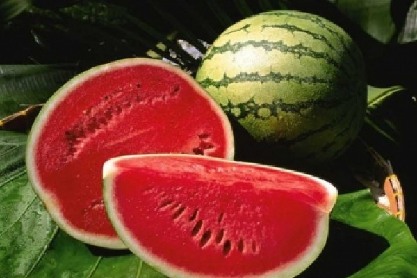 ستة أسرار من الخبراء لمعرفة البطيخ الناضج حلو المذاق  9999054096