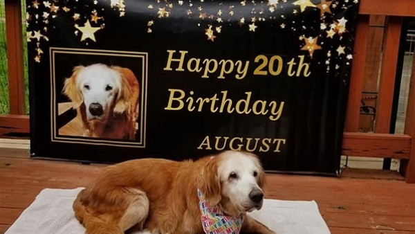 الكلبة المعجزة تحتفل بعيد ميلادها الـ 20